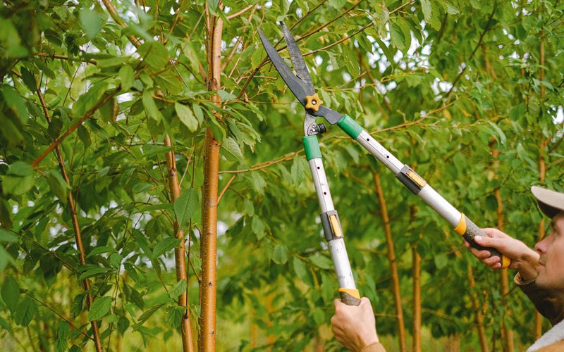 Tree trimming in Lizemores, WV