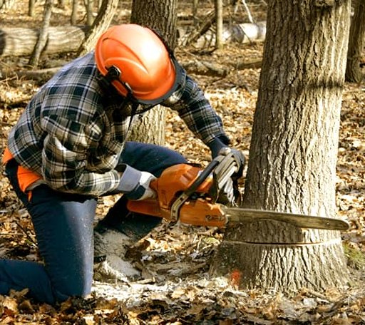 Tree Removal in Lizemores, WV